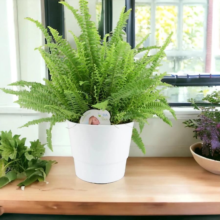 Boston Fern Large In White Ceramic Pot Plants By Post