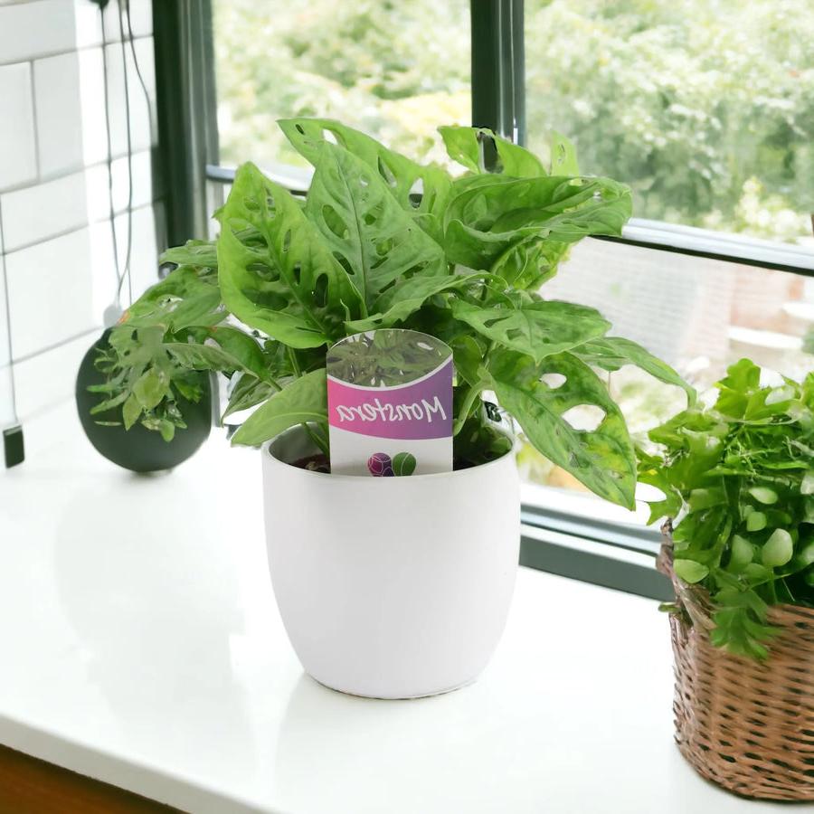 Monkey Cheese Plant 12cm White Pot Gift 