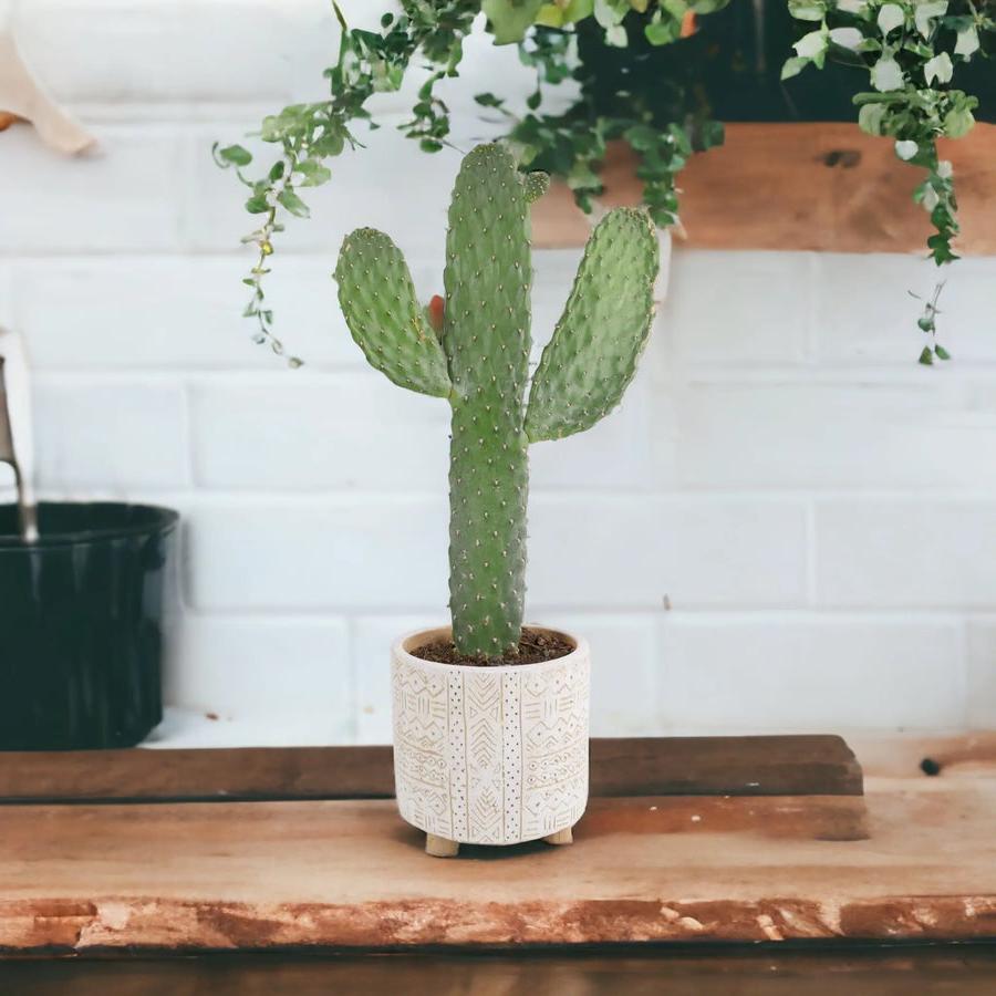 Cactus Consolea Rubescens 12cm