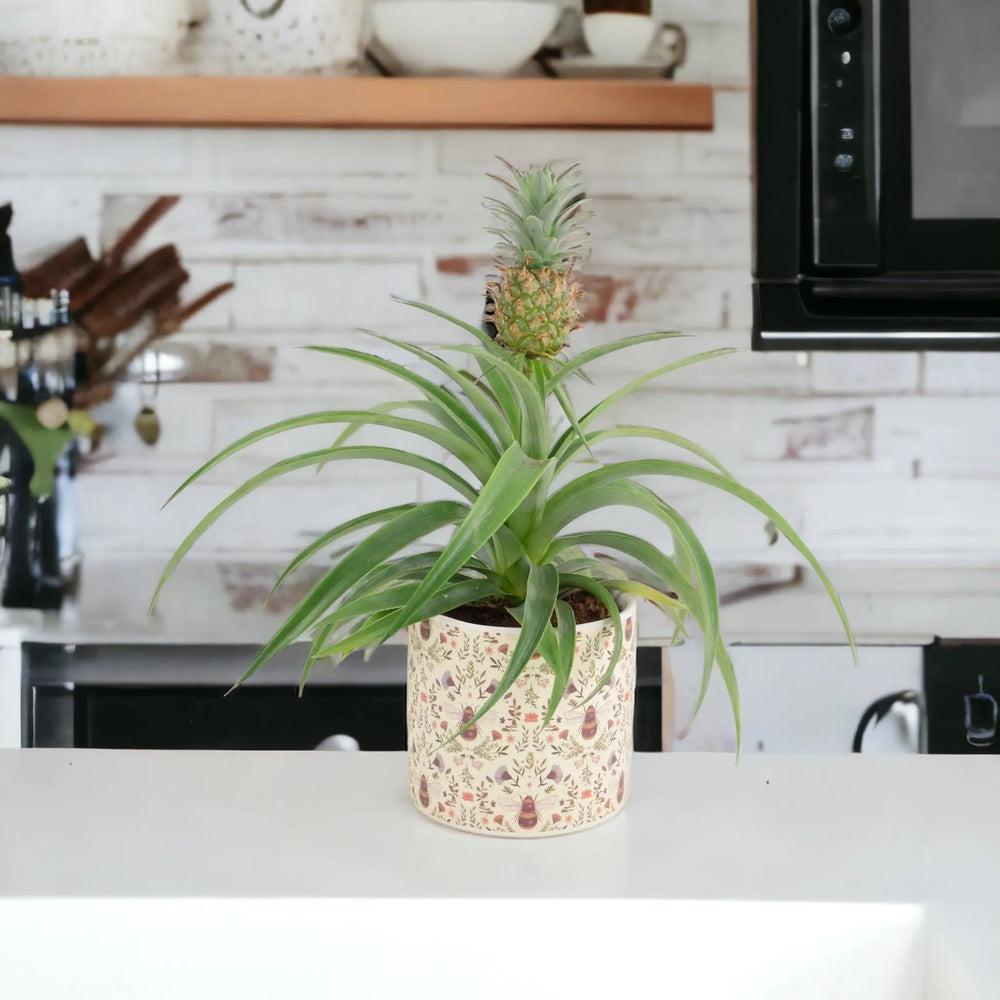 Pineapple Plant (Ananas) 12cm Pot