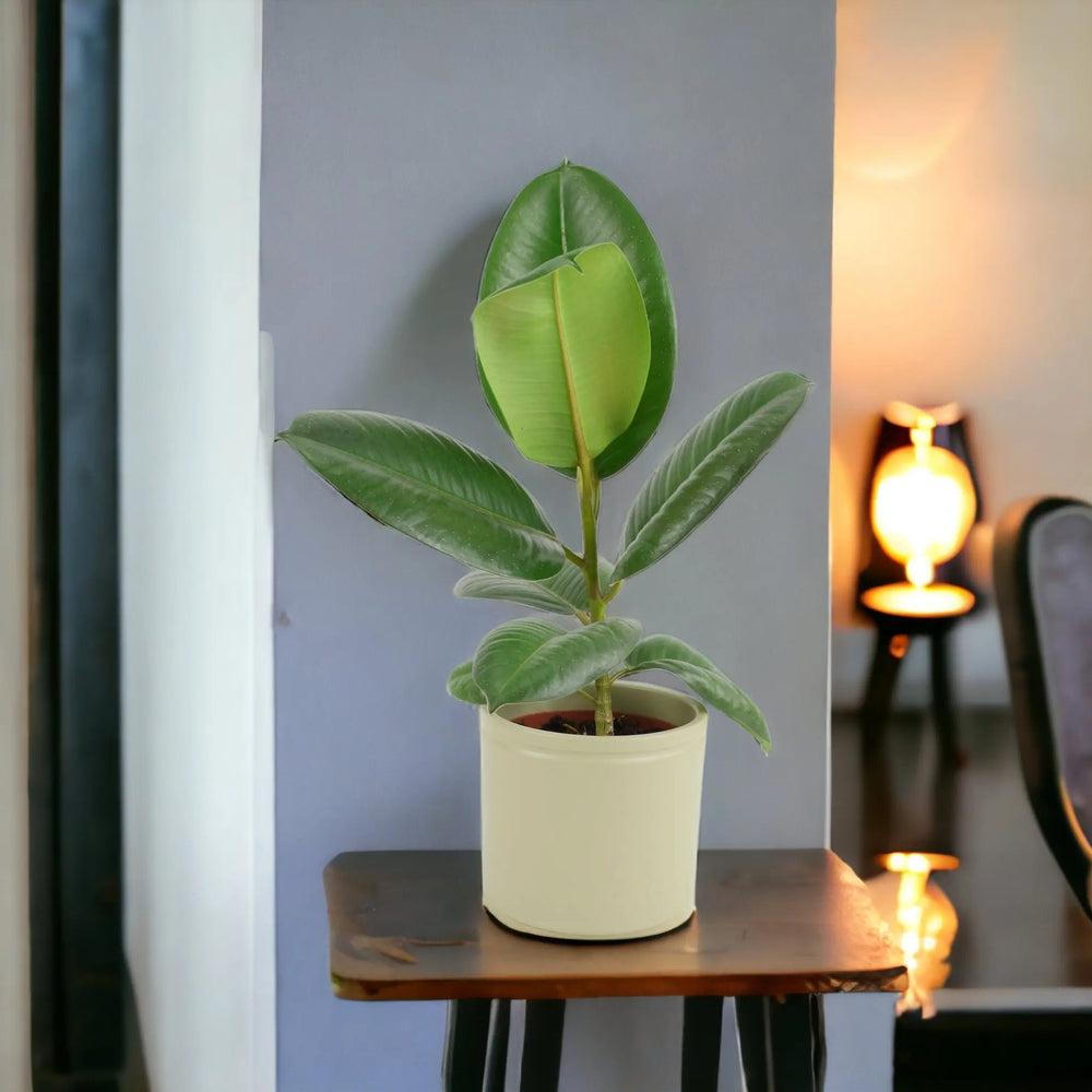 Ficus Elastica Rubber Plant 12cm in Peat Free Compost Plants By Post