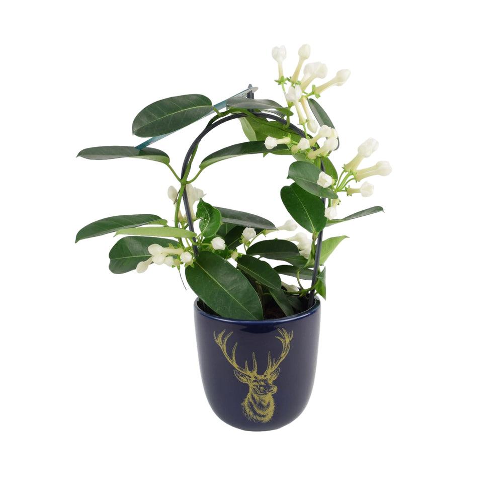 Stephanotis Floribunda Jasmine Hoop In Blue Stag Ceramic Pot Plants By Post