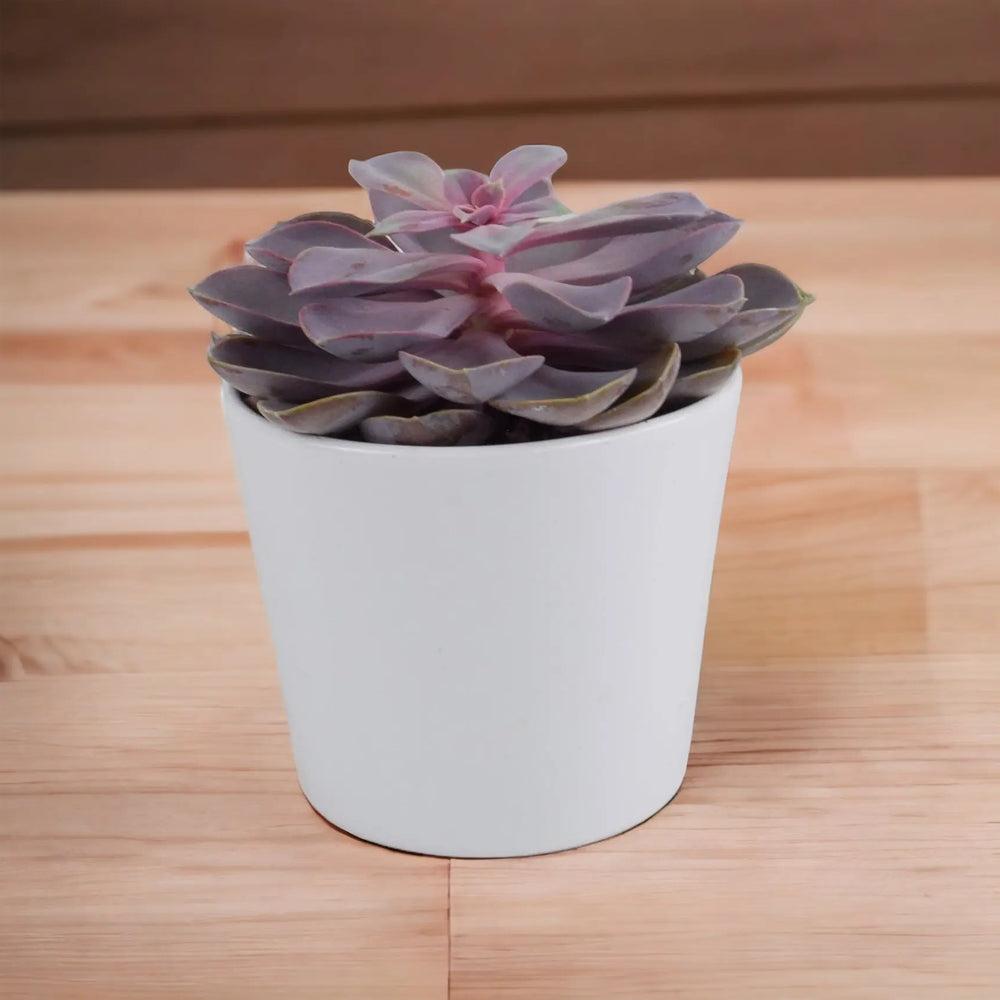 Echeveria Purple Pearl in 12cm Plants By Post