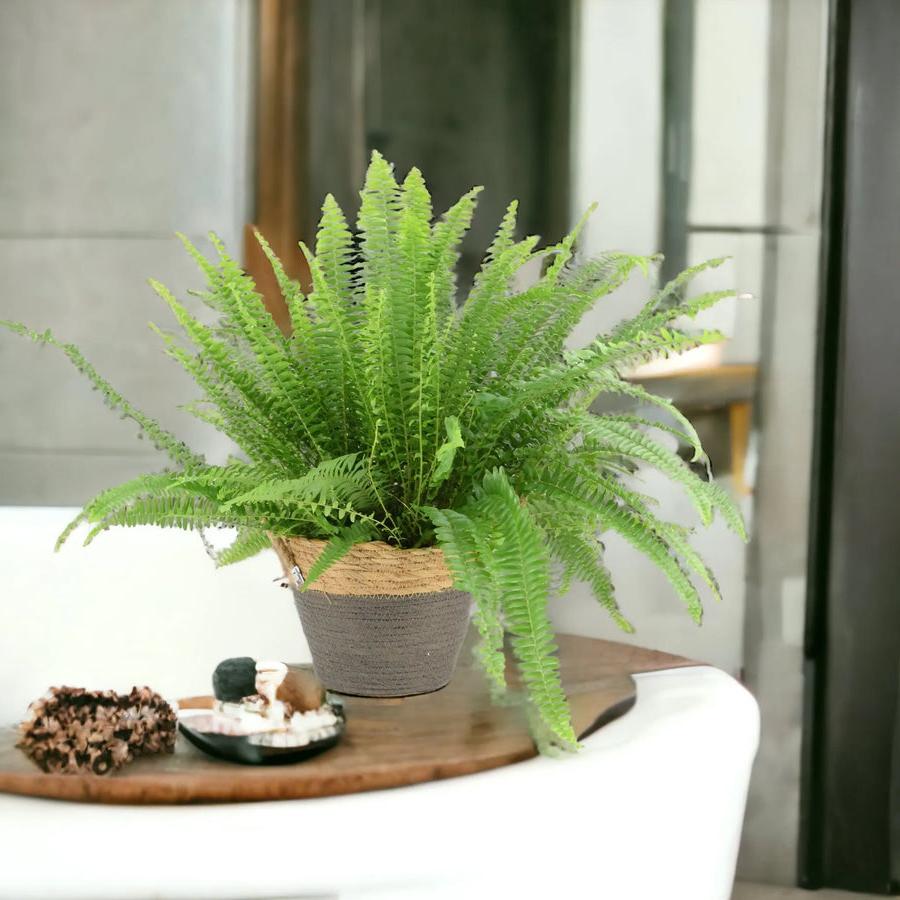 Boston Fern 17cm