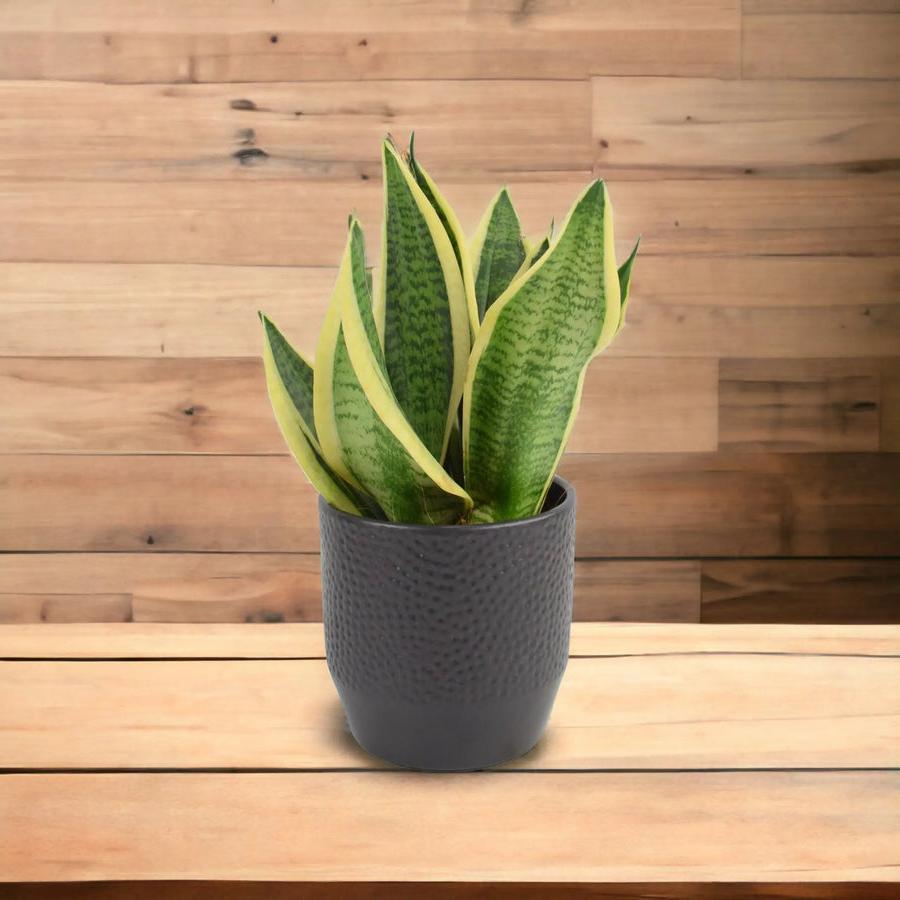 Sansevieria Superba 12cm Pot Plants By Post