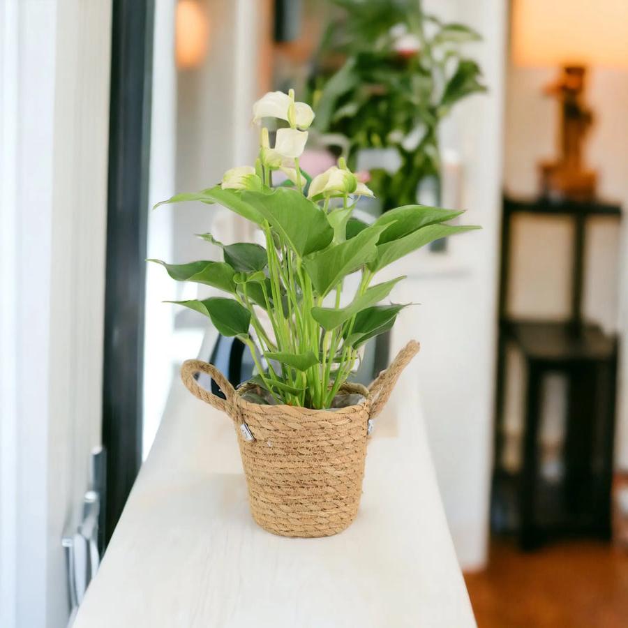 Anthurium White 12cm