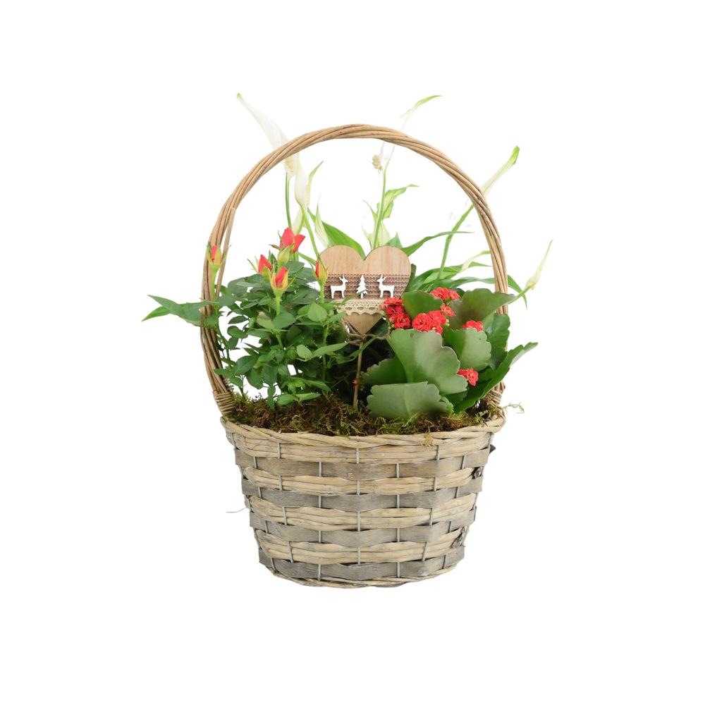 Christmas Indoor Small Planted Basket with Christmas Pick Plants By Post