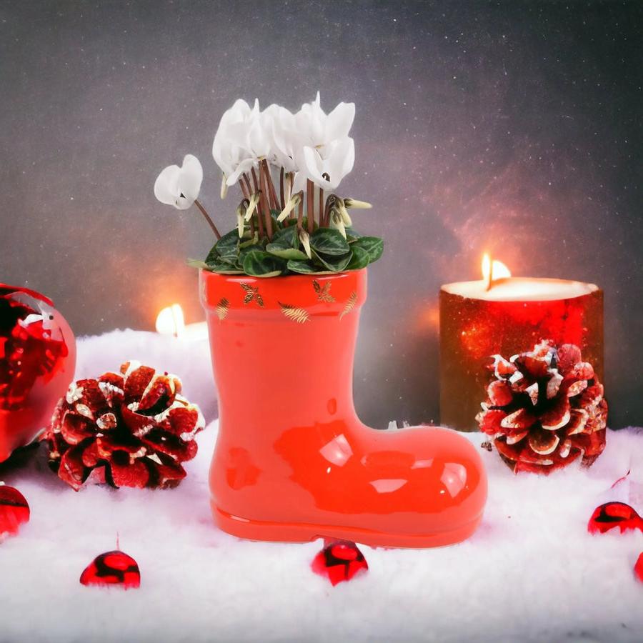 Festive Boot Cyclamen Seasonal Planter