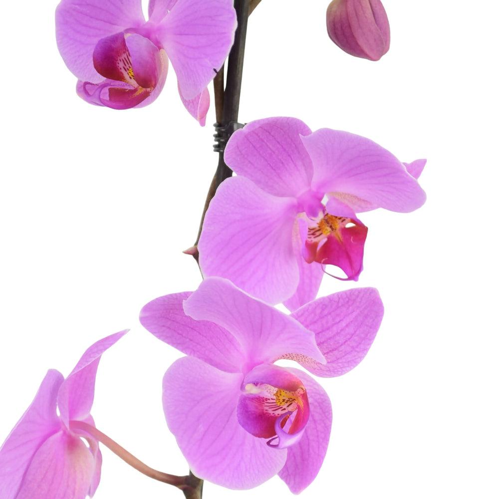 Phalaenopsis Orchid 2 Stem Pink UK grown & Peat Free in 12cm Pot