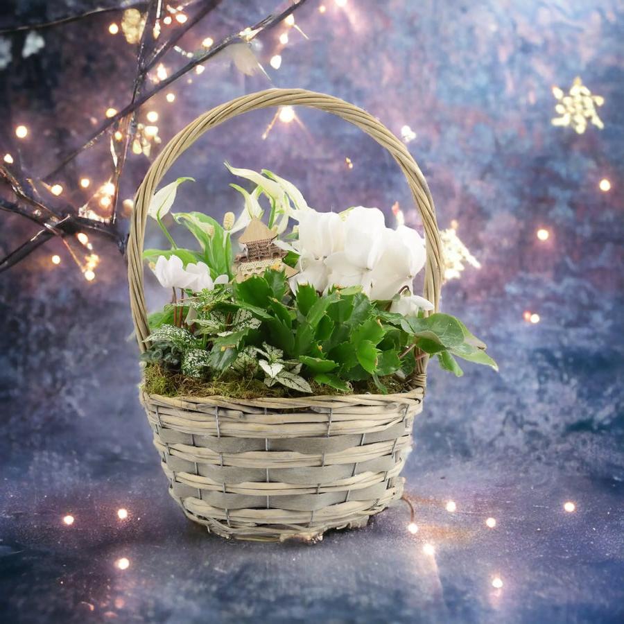 Christmas Indoor Large Planted White Basket Plants By Post