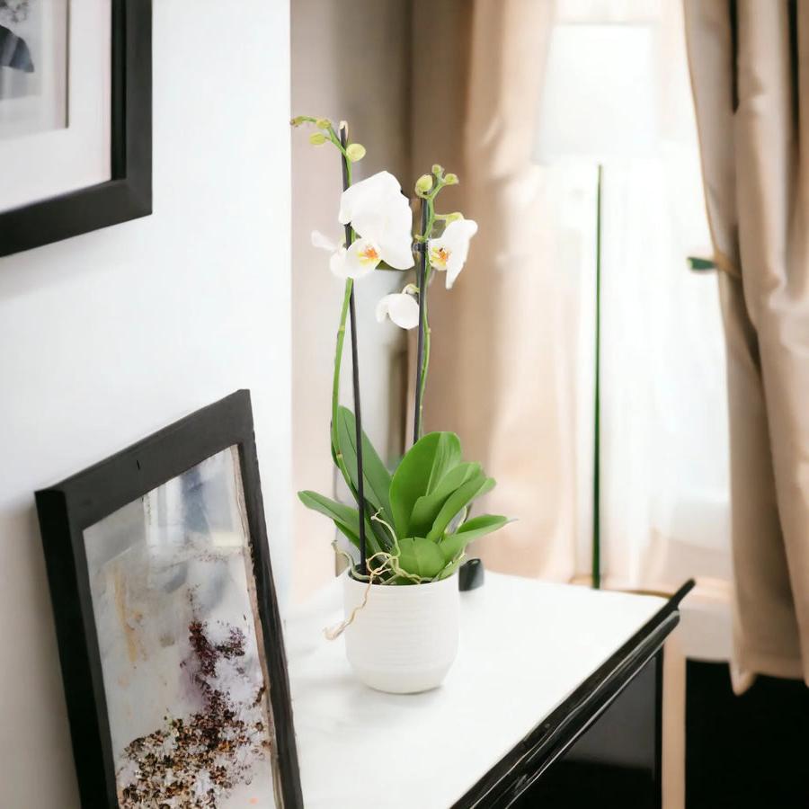 Phalaenopsis Orchid 2 Stem White UK grown & Peat Free in 12cm Pot