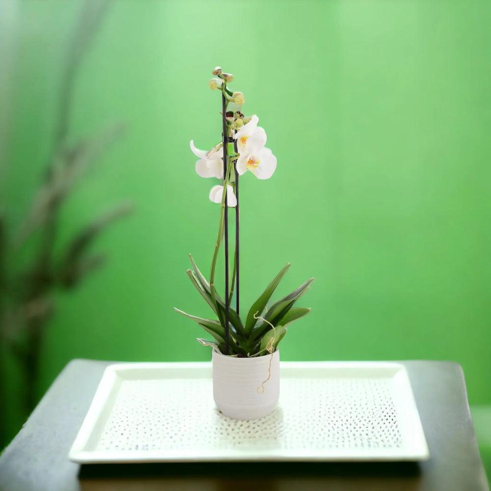 Phalaenopsis Orchid 2 Stem White UK grown & Peat Free in 12cm Pot