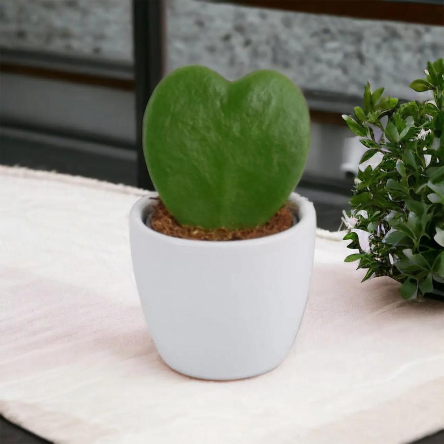 Hoya Kerrii Plant 6cm Pot Heart Shaped Succulent Plant Plants By Post