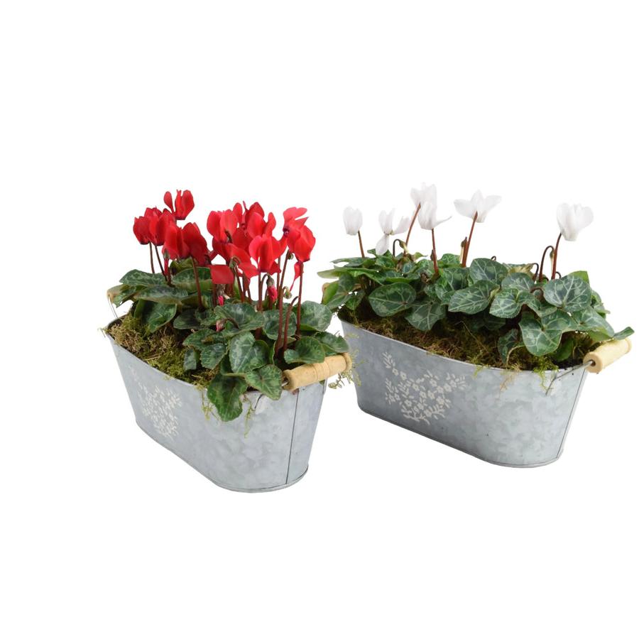 Cyclamen Floral Planted Trough Plants By Post