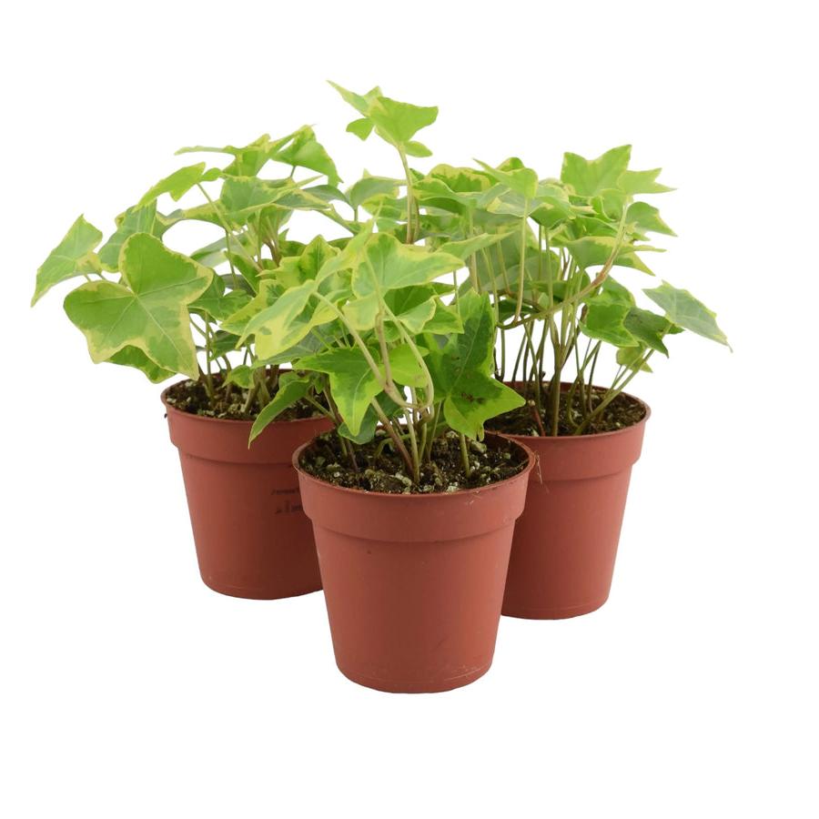 Ivy (Hedera) Trailing Gold 9cm Pot Plants By Post