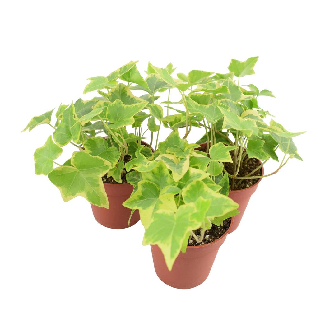 Ivy (Hedera) Trailing Gold 9cm Pot Plants By Post