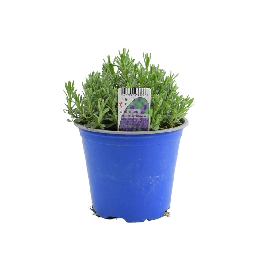 Lavender Hidcote Blue 1L Pot plants by post