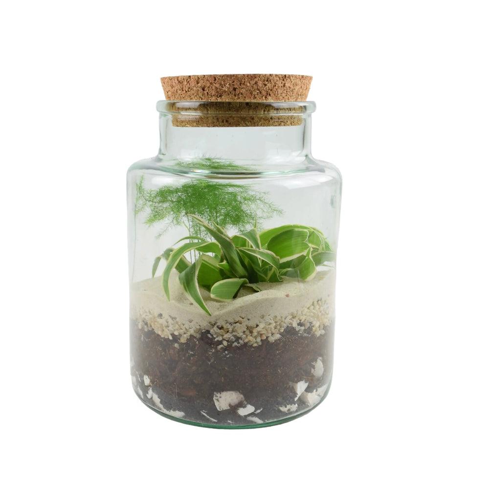 Terrarium Bottle Shape Medium Kit