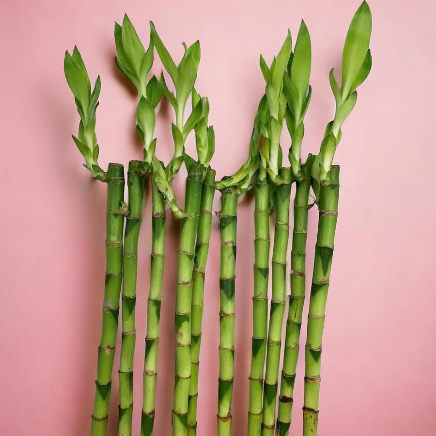 Lucky Bamboo 3 Straight Stems 30cm Tall Plants By Post