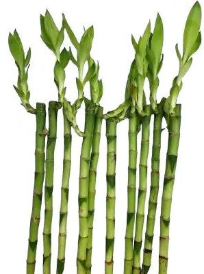 Lucky Bamboo 3 Straight Stems 30cm Tall Plants By Post