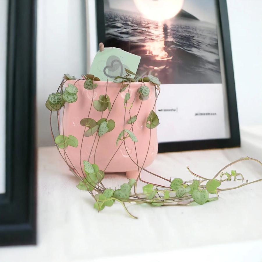 String Of Hearts 8.5cm Pot Plants By Post