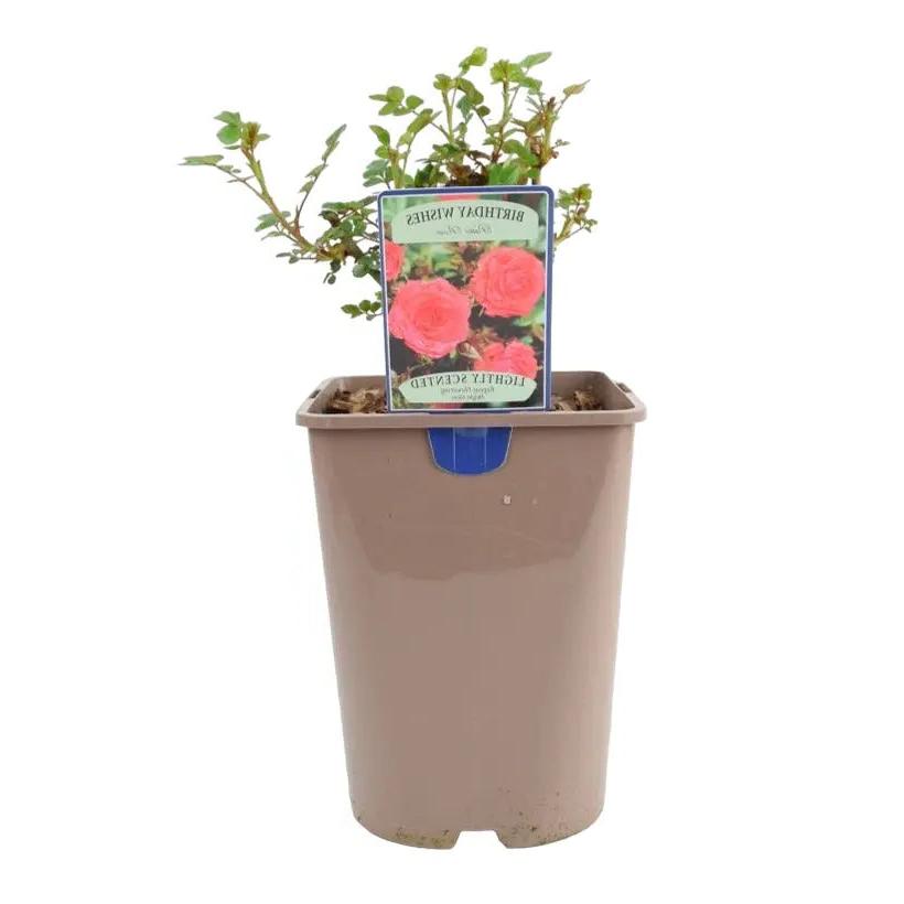 Rose Birthday Wishes 5.5 Litre Pot Plants By Post