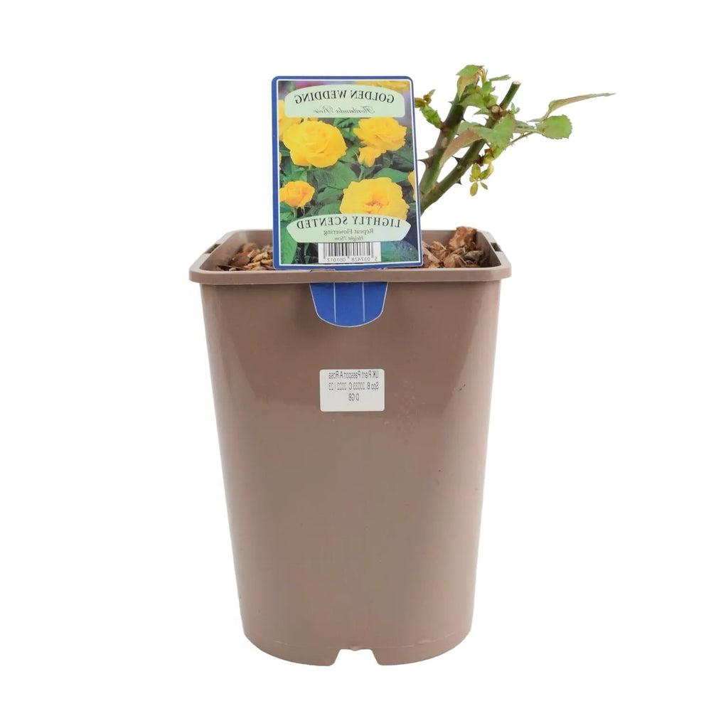 Rose Golden Wedding 5.5 Litre Pot Plants By Post