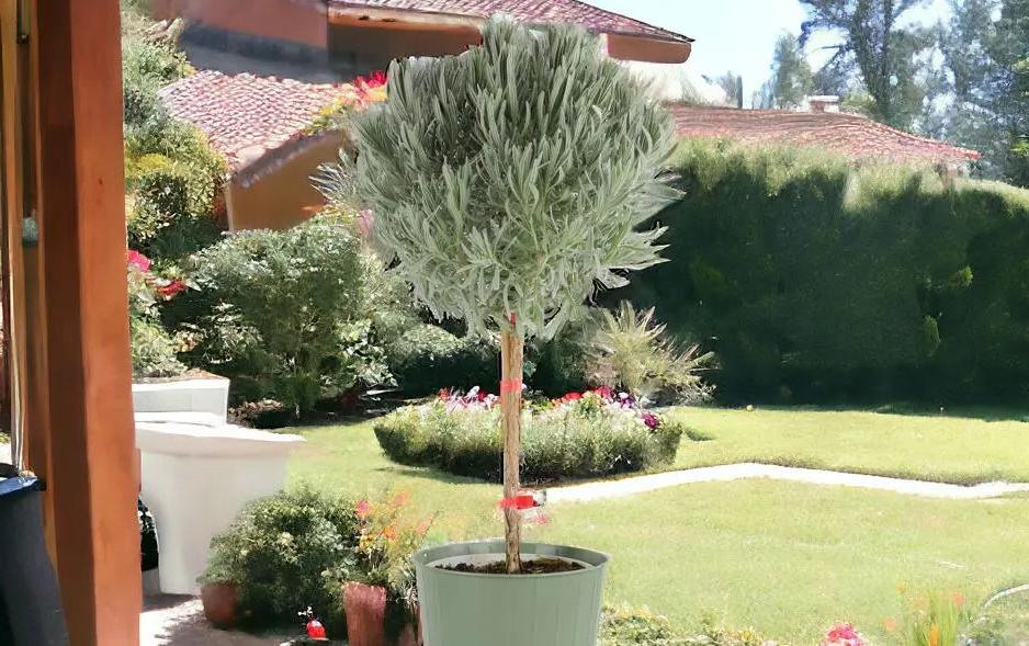 olive trees for sale