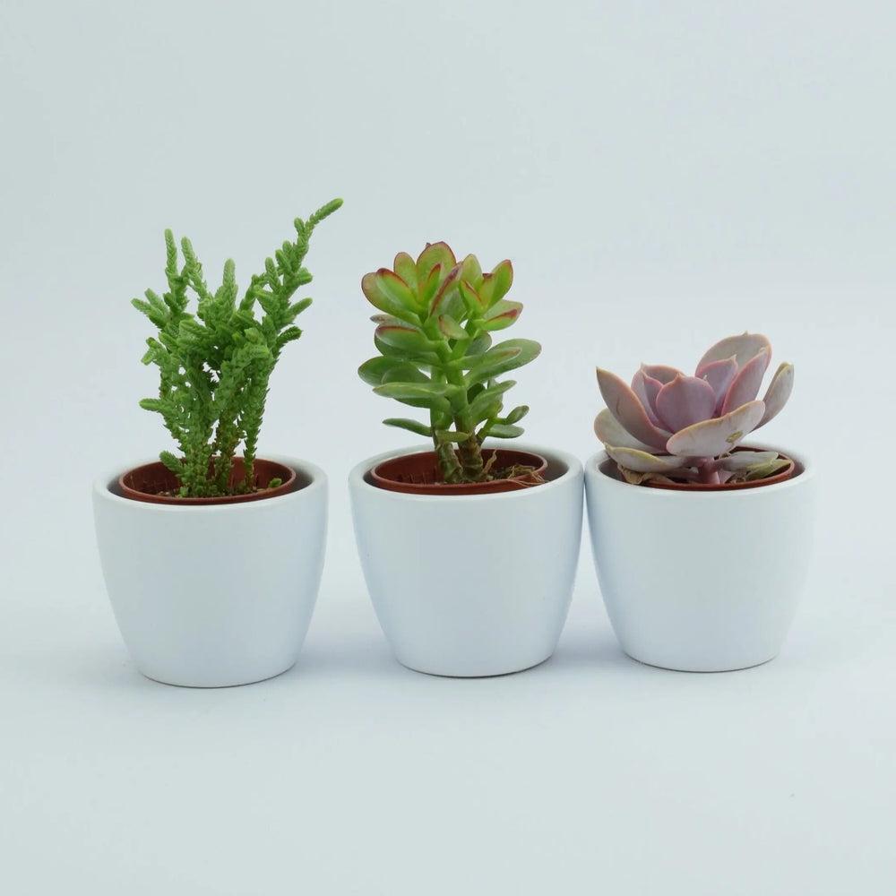 Trio of Succulents in 6cm White Ceramic Pots