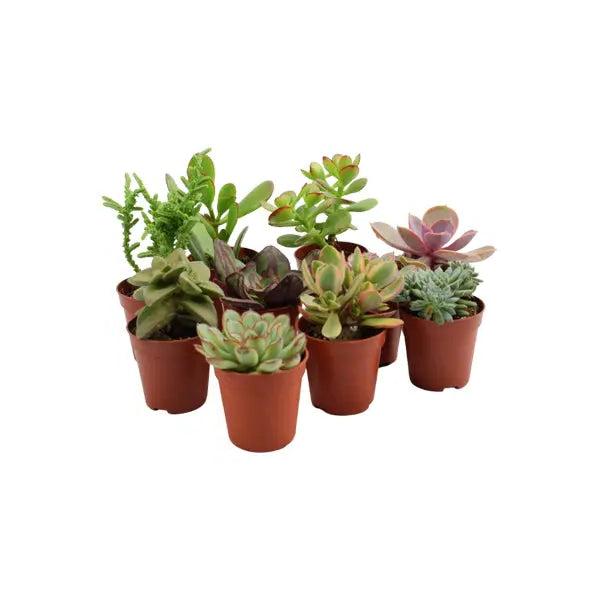 10 x Succulents Mixed 5.5cm Pot