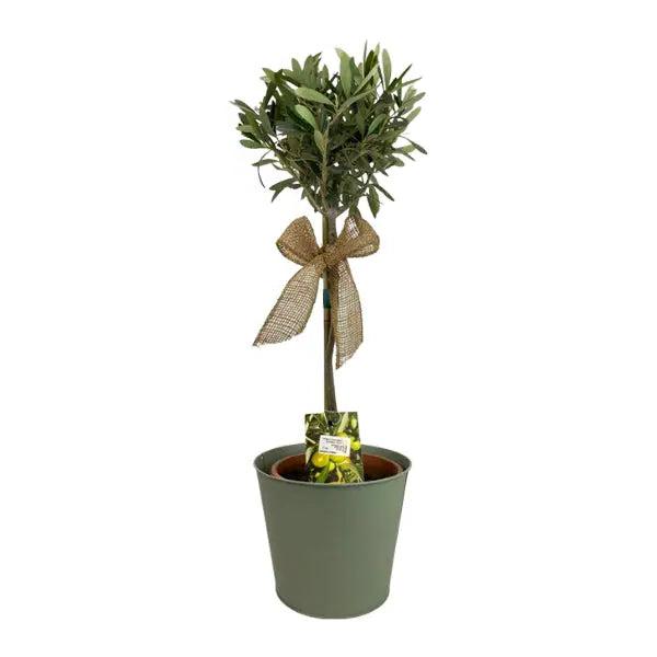 Olive Tree 50-60cm in Olive Green Pot