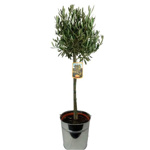 Olive Tree Large In Metal Bucket