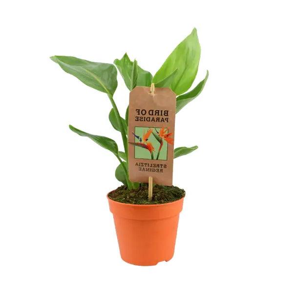 Strelitzia Bird Of Paradise 12cm Pot