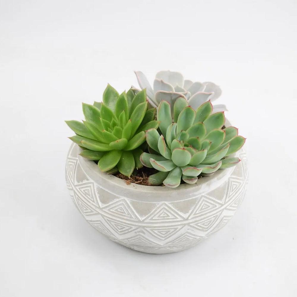 Echeveria Mixed in Ceramic Bowl