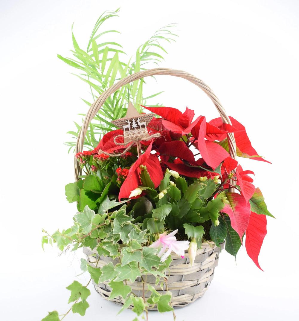 Christmas Indoor Large Planted Basket with Christmas Pick