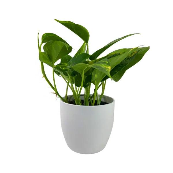 Epipremnum Aureum 12cm White Pot (indoor plant)