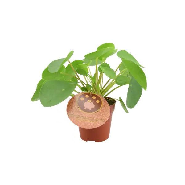 Pilea Pepperomiordes Chinese Money Plant 12cm Pot