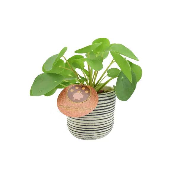 Pilea Pepperomiordes Chinese Money Plant 12cm Pot