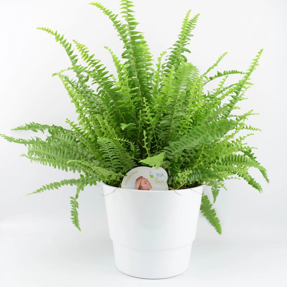 Boston Fern Large In White Ceramic Pot