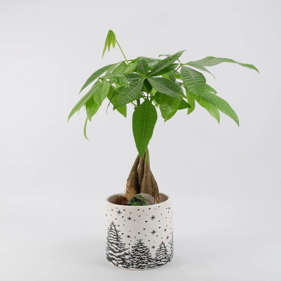 Pachira Money Tree 12cm Festive Pot