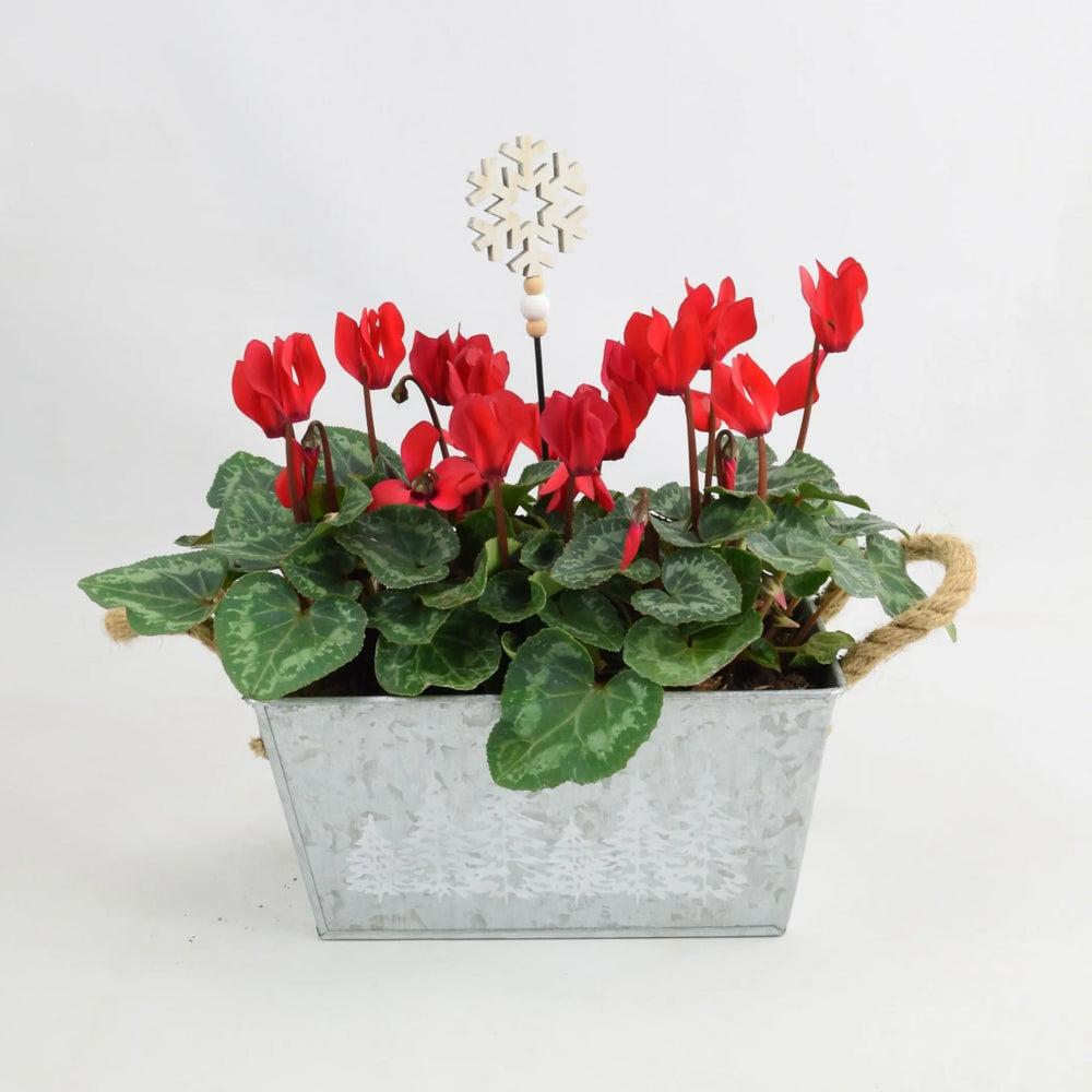 Cyclamen Red in Christmas Trough