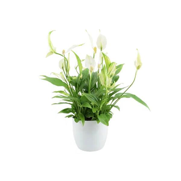 Spathiphyllum Peace Lily In White Ceramic Pot Gift