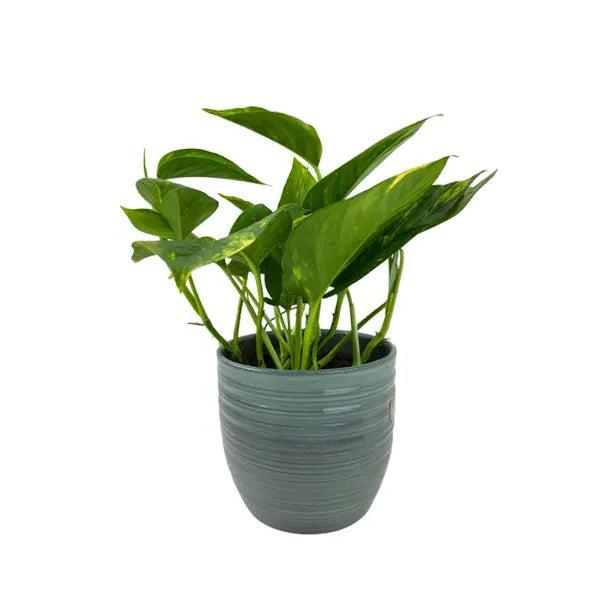 Epipremnum Aureum 12cm Grey Pot (indoor plant)