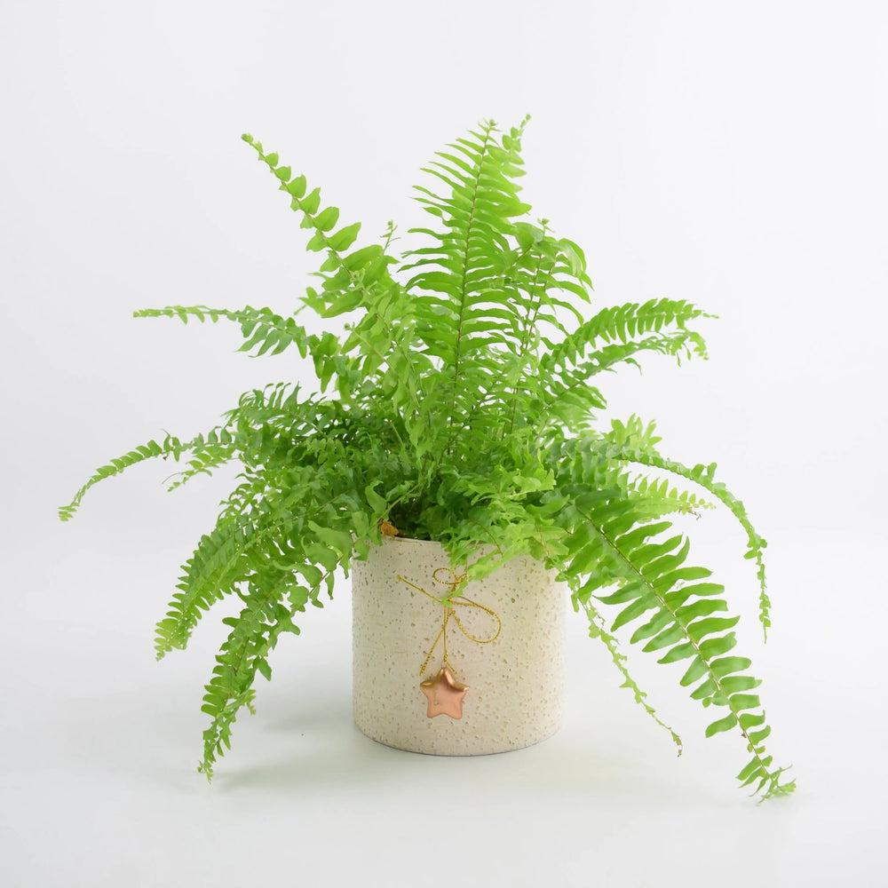 Boston Fern in 12cm Mottled Festive Pot Gift