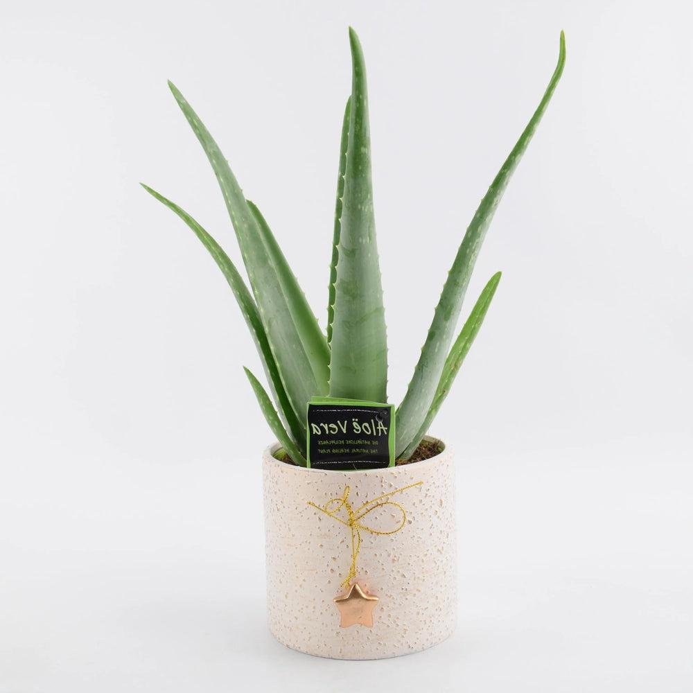 Aloe Vera Plant in 12cm Festive Mottled Ceramic Pot