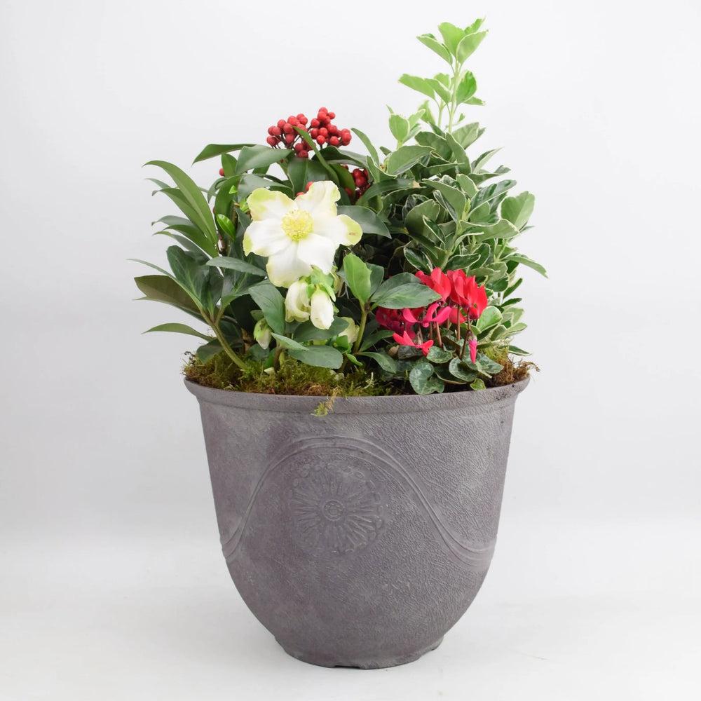 Festive Premium Planted Container