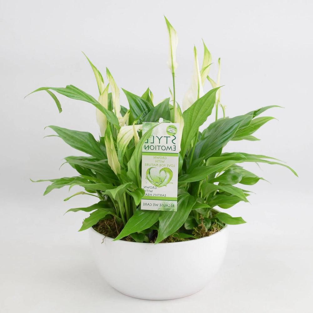 Spathiphyllum Peace Lily 20cm Ceramic Bowl