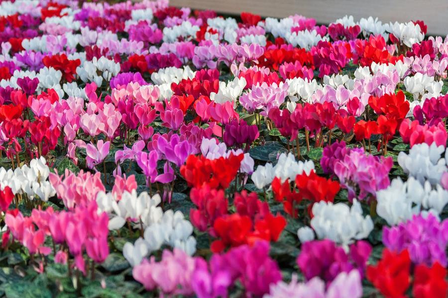 Cyclamen Mixed 9cm Pot x 3 plants by post