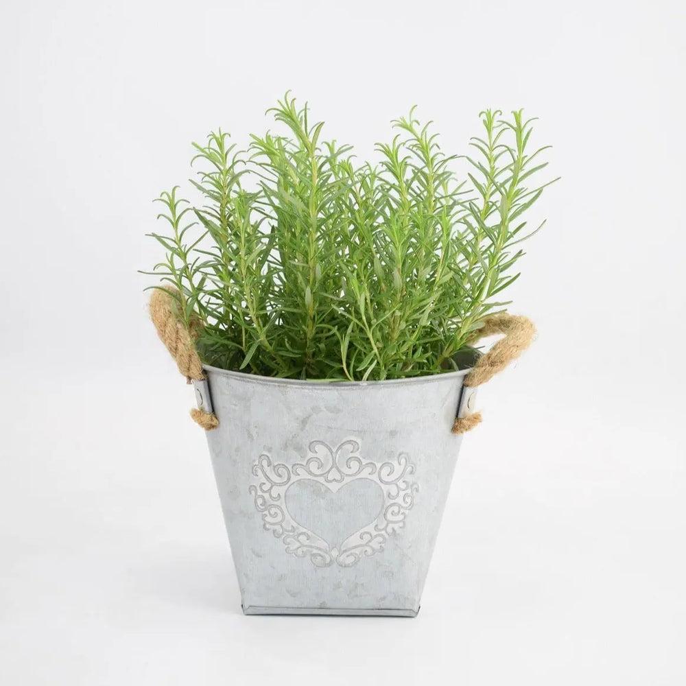 Rosemary in Heart Tin