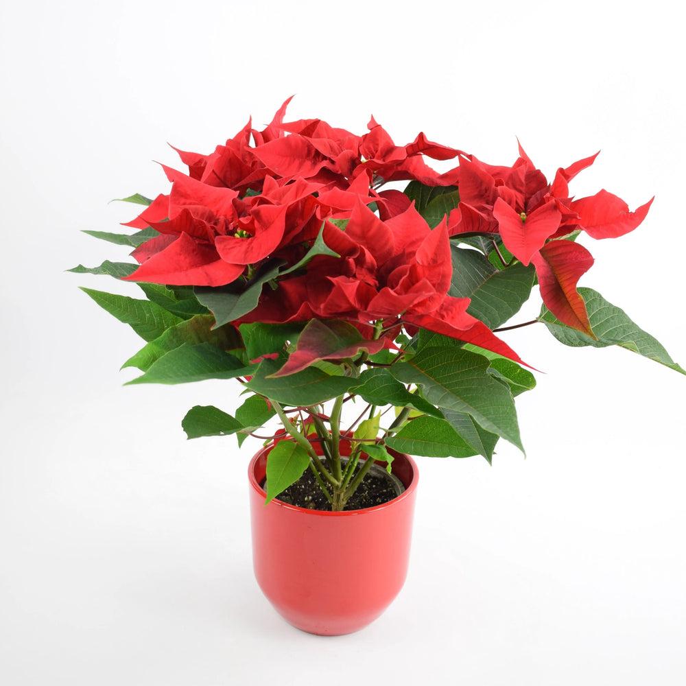 Poinsettia Red in 13cm Red Ceramic Pot Gift